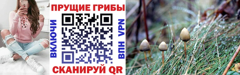 Псилоцибиновые грибы прущие грибы  Купить закладки  Кандалакша 